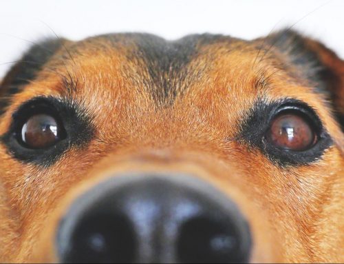 Can I fit a cat flap to a double glazed door?